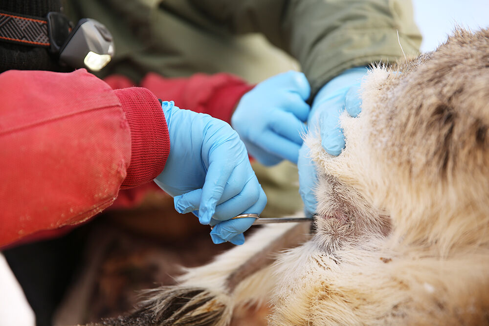 Representatives from the state veterinary lab took rectal samples